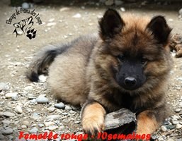 chiot eurasier